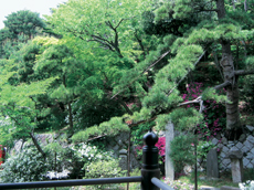 夏の風景