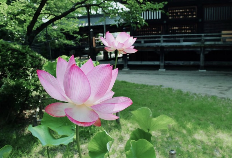蓮の花
