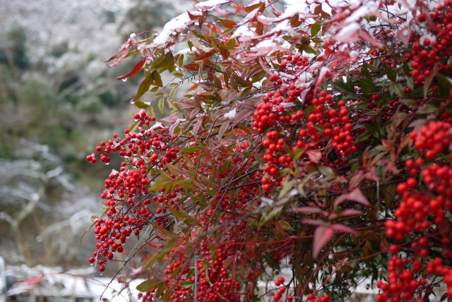 雪をかぶった南天