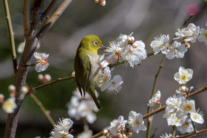 立春と節分の違いとは？春を迎える意味や風習についても解説