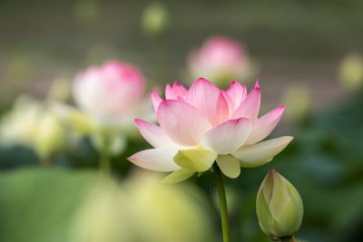 仏教はなぜ日本に広まった?伝来の歴史と弘法大師「空海」さまの功績